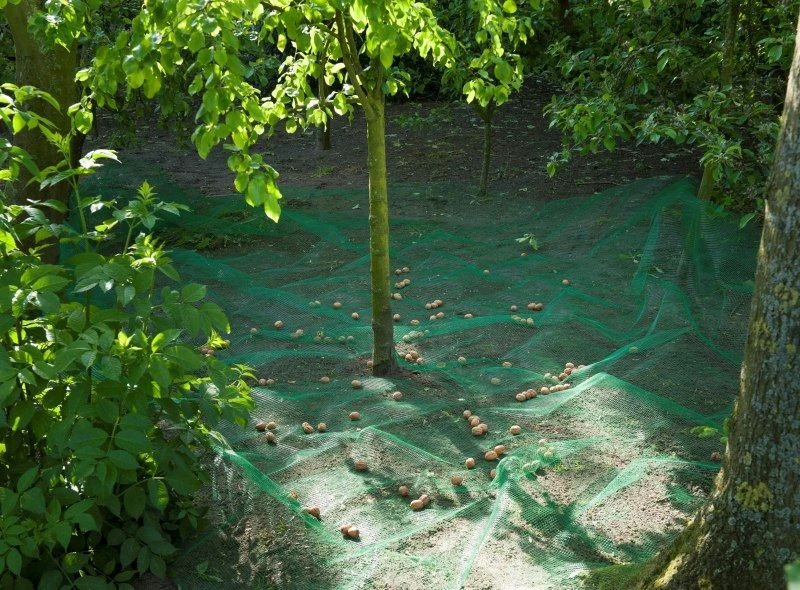 Nature Raapnet 4,3x4,3 Meter 2 Nature Raapnet 4,3x4,3 Meter - Afbeelding 2