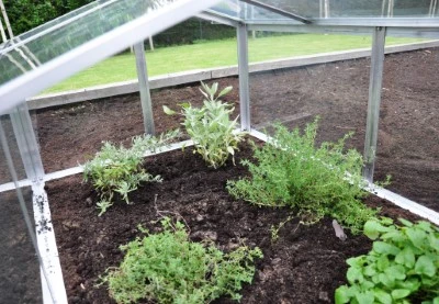 Royal Well Broeikas Jumbo 16 Royal Well Broeikas Jumbo - Afbeelding 16