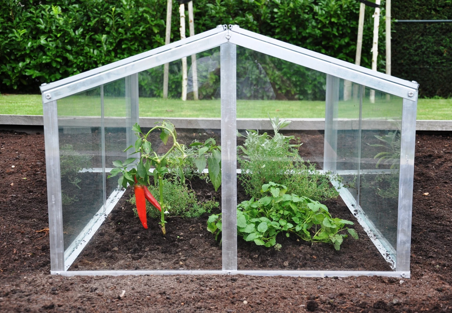 Royal Well Broeikas Jumbo 4 Royal Well Broeikas Jumbo - Afbeelding 4