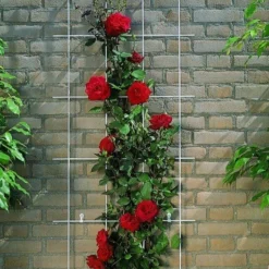 Nature Klimplantrek Metaal Grijs 145 X 42.5 Cm 5 Nature Klimplantrek Metaal Grijs 145 X 42.5 Cm -Bijzondere Tuin Verkoop 63e689d31ea0f922f63177913b608a57