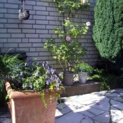 Nature Klimplantrek V-Vorm Metaal Verzinkt 145x5/75cm 4 Nature Klimplantrek V-Vorm Metaal Verzinkt 145x5/75cm -Bijzondere Tuin Verkoop 84e561d086e9c008a5a2c6717d038a69