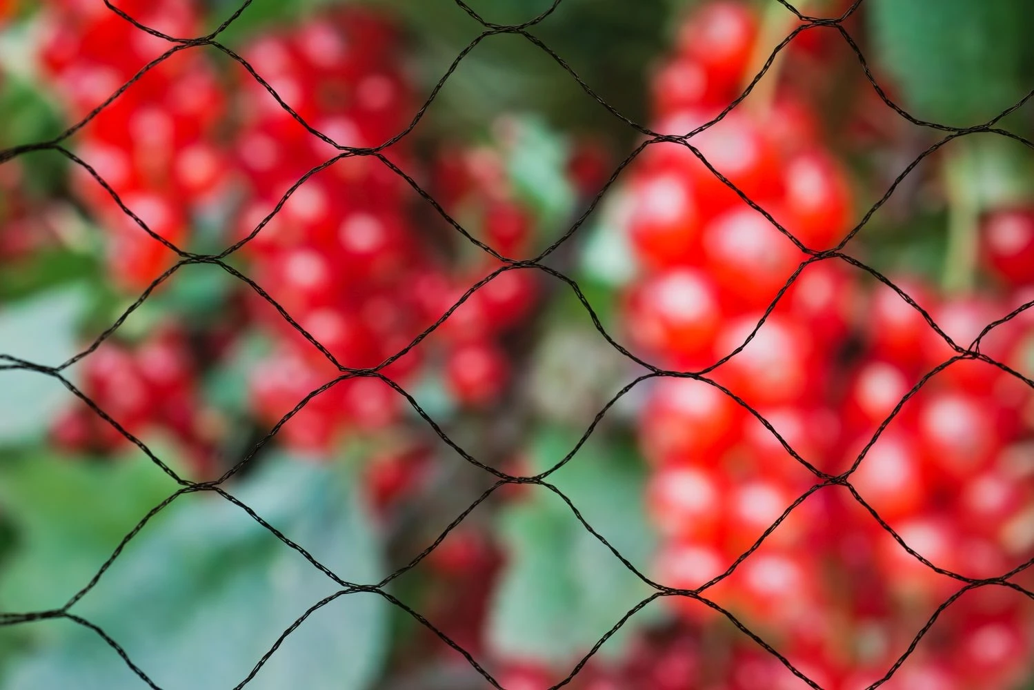 Nature Tuinnet Zwart 10x10m 2 Nature Tuinnet Zwart 10x10m - Afbeelding 2