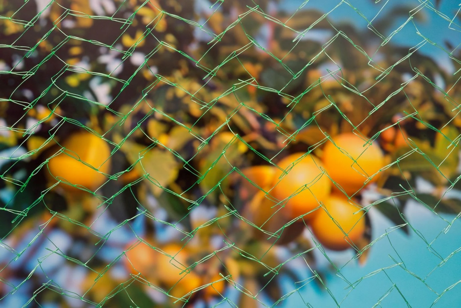 Nature Tuinnet Groen 8 X 8 Meter 2 Nature Tuinnet Groen 8 X 8 Meter - Afbeelding 2