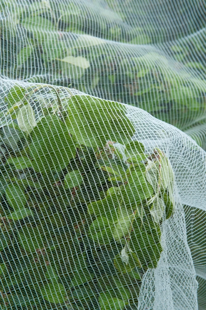 Nature Anti-Insectengaas 5.2 X 5 Meter 3 Nature Anti-Insectengaas 5.2 X 5 Meter - Afbeelding 3