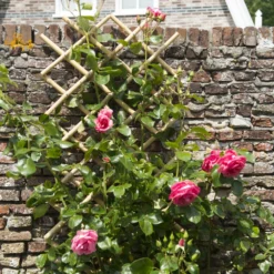 Nature Klimplantrek Bamboe 100x200cm 6 Nature Klimplantrek Bamboe 100x200cm -Bijzondere Tuin Verkoop 8711338407226 3