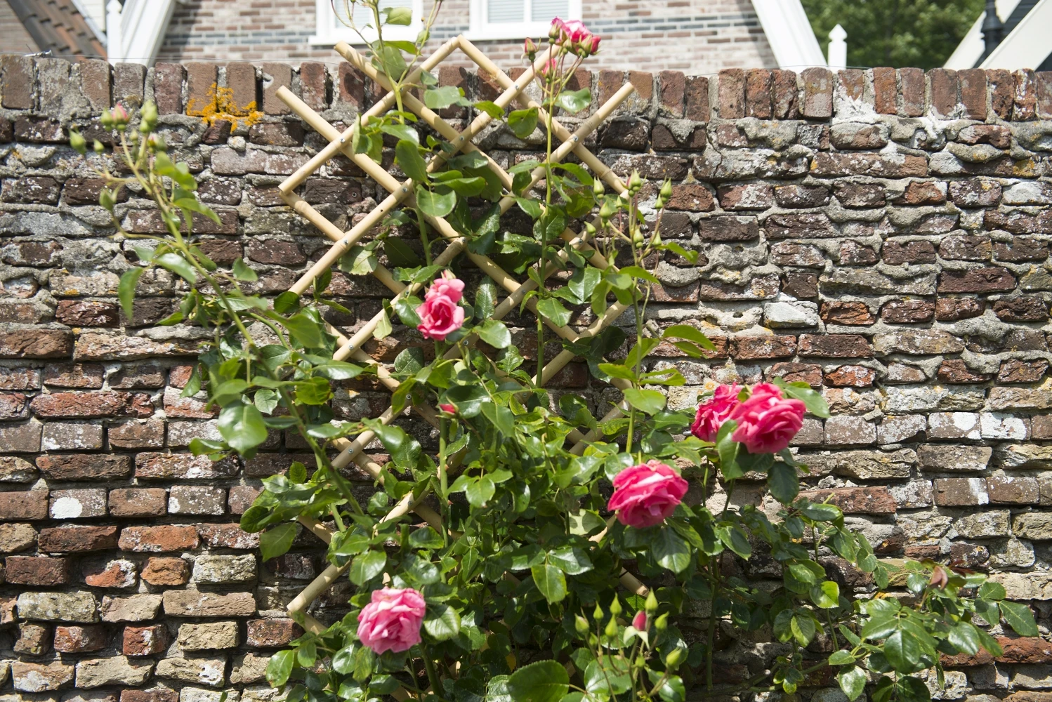 Nature Klimplantrek Bamboe 100x200cm 3 Nature Klimplantrek Bamboe 100x200cm - Afbeelding 3