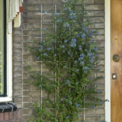 Nature Klimplantrek Metaal Verzinkt 145 X 57 Cm 6 Nature Klimplantrek Metaal Verzinkt 145 X 57 Cm -Bijzondere Tuin Verkoop 8711338407363 1