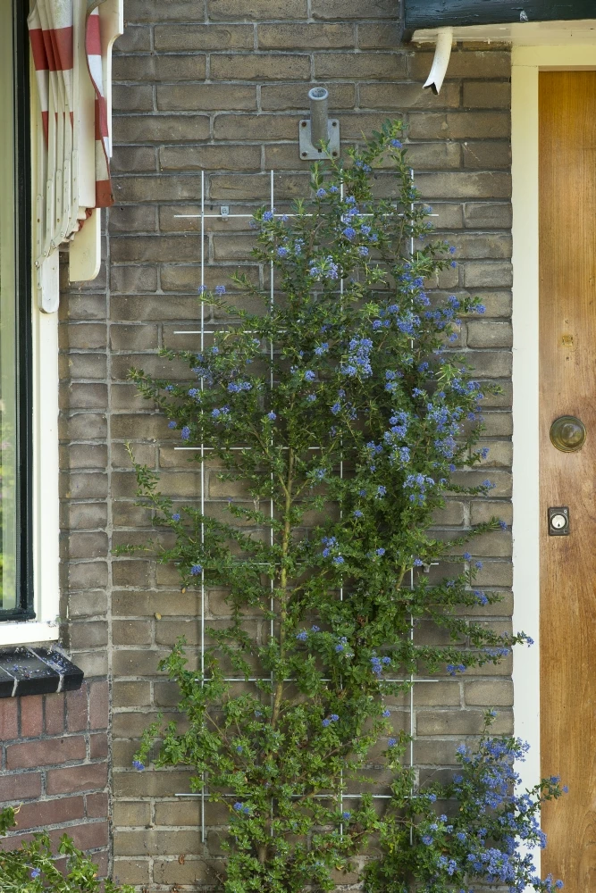 Nature Klimplantrek Metaal Verzinkt 145 X 57 Cm 3 Nature Klimplantrek Metaal Verzinkt 145 X 57 Cm - Afbeelding 3