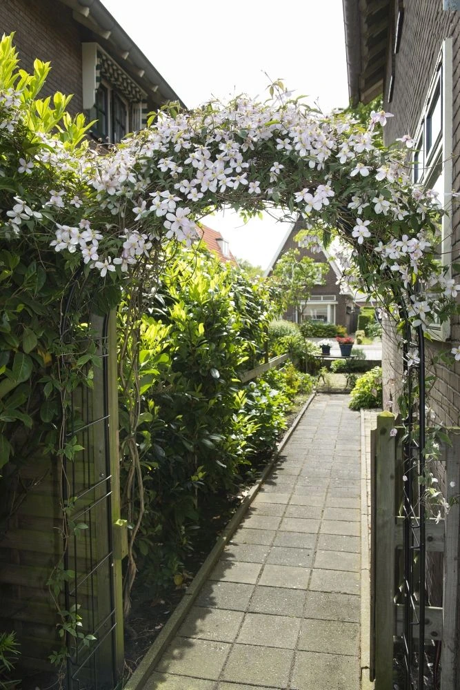 Nature Rozenboog H229x113x38cm 4 Nature Rozenboog H229x113x38cm - Afbeelding 4