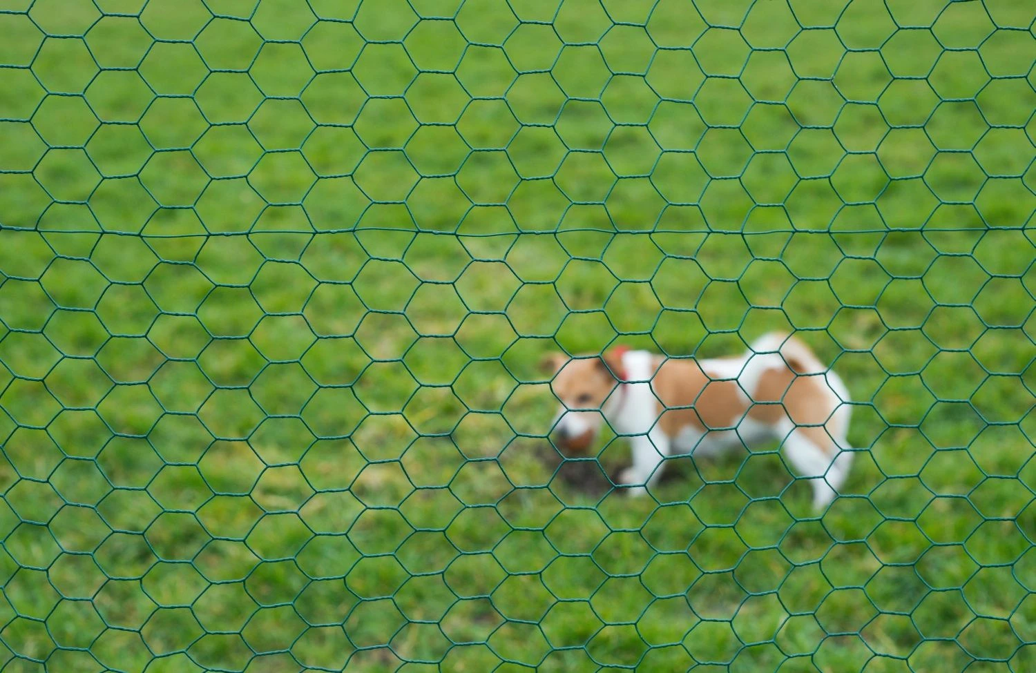 Nature Gaas Zeskantig 25x25mm Geplastificeerd 1x10m 2 Nature Gaas Zeskantig 25x25mm Geplastificeerd 1x10m - Afbeelding 2