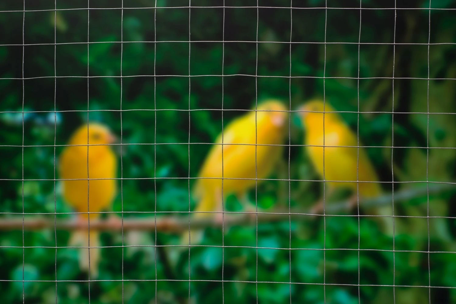 Nature Gaas Vierkant 25x25mm Verzinkt 1x2.50m 2 Nature Gaas Vierkant 25x25mm Verzinkt 1x2.50m - Afbeelding 2