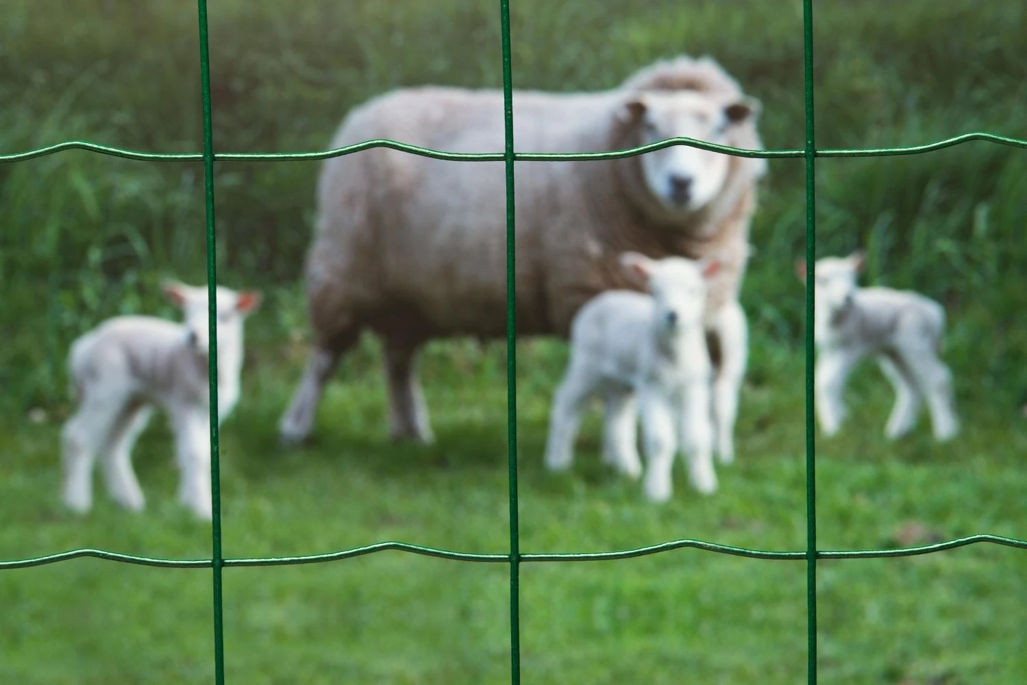 Nature Tuingaas 1 X 10 Meter 2 Nature Tuingaas 1 X 10 Meter - Afbeelding 2