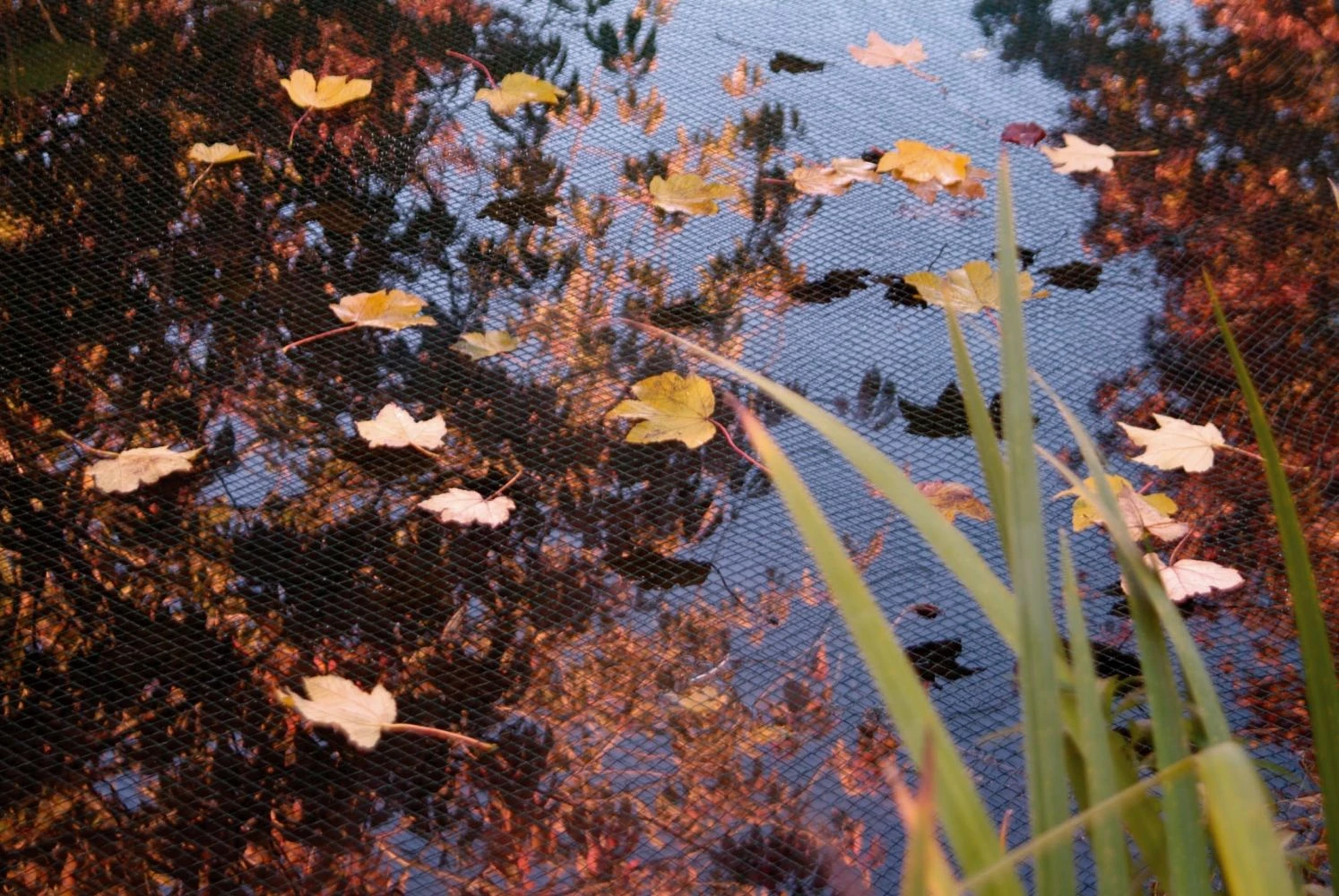 Nature Vijverafdeknet 10x6m 2 Nature Vijverafdeknet 10x6m - Afbeelding 2