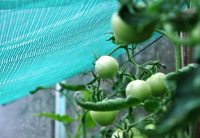 Royal Well Schermgaas 300 Cm Breed Groen 2 Royal Well Schermgaas 300 Cm Breed Groen - Afbeelding 2