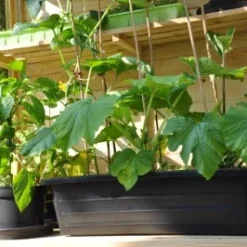 Royal Well Kweekbak / Container 40 L - 60 X 40 X 18 Cm Zwart