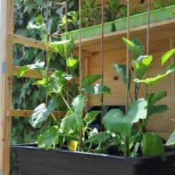 Royal Well Kweekbak / Container 40 L - 60 X 40 X 18 Cm Zwart -Bijzondere Tuin Verkoop 8718226338365 5 Aangepast