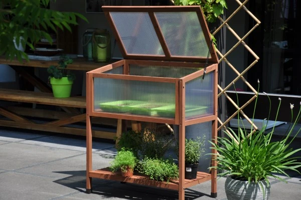 Royal Well Broeikas Red Leaf 1 Royal Well Broeikas Red Leaf