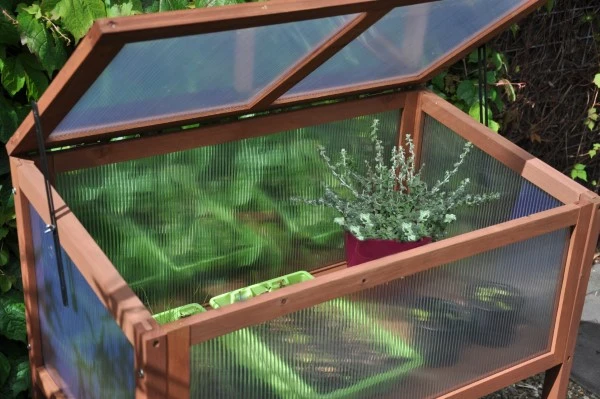 Royal Well Broeikas Red Leaf 9 Royal Well Broeikas Red Leaf - Afbeelding 9