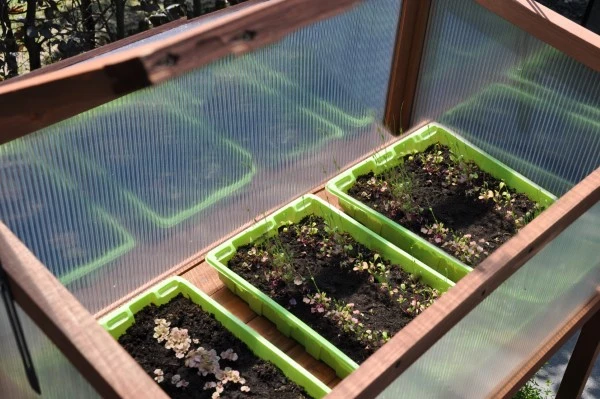 Royal Well Broeikas Red Leaf 10 Royal Well Broeikas Red Leaf - Afbeelding 10