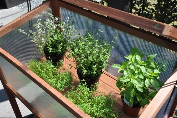 Royal Well Broeikas Red Leaf 4 Royal Well Broeikas Red Leaf - Afbeelding 4