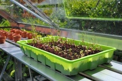 Royal Well Kweekschap Allu Sower 200 X 32,5 Cm 4 Royal Well Kweekschap Allu Sower 200 X 32,5 Cm - Afbeelding 4