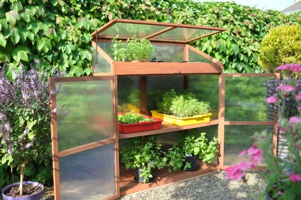 Royal Well Patiokas Sweet Basil 1 Royal Well Patiokas Sweet Basil