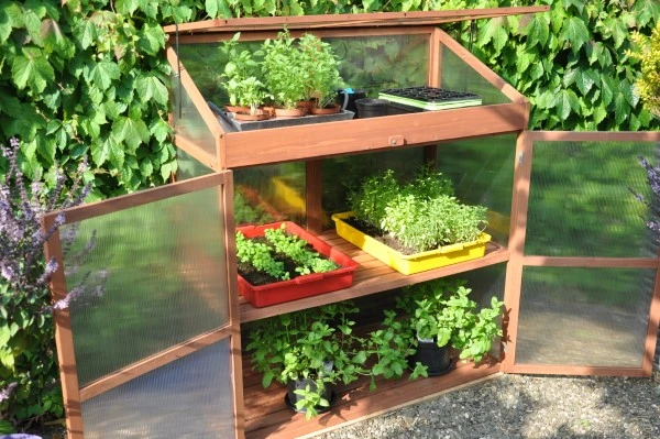 Royal Well Patiokas Sweet Basil 11 Royal Well Patiokas Sweet Basil - Afbeelding 11