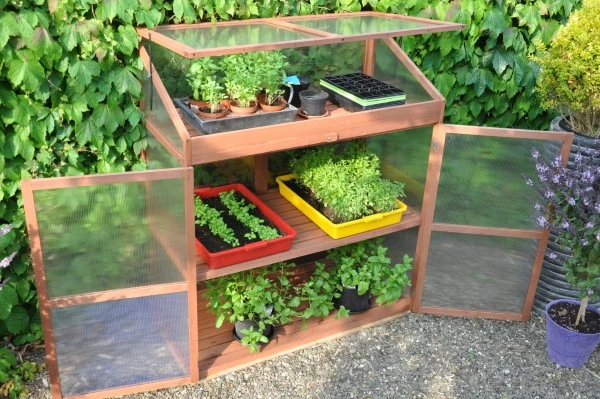 Royal Well Patiokas Sweet Basil 2 Royal Well Patiokas Sweet Basil - Afbeelding 2