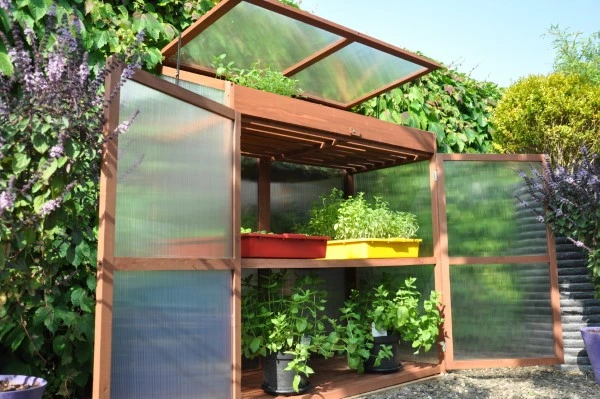 Royal Well Patiokas Sweet Basil 3 Royal Well Patiokas Sweet Basil - Afbeelding 3