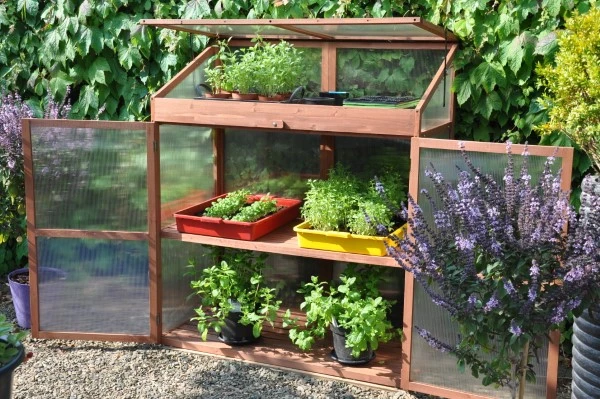 Royal Well Patiokas Sweet Basil 4 Royal Well Patiokas Sweet Basil - Afbeelding 4