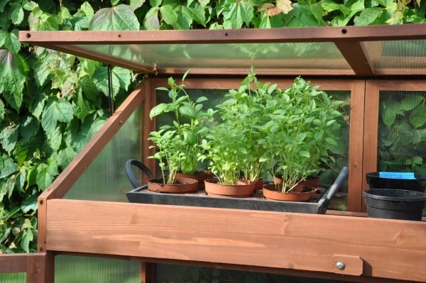 Royal Well Patiokas Sweet Basil 5 Royal Well Patiokas Sweet Basil - Afbeelding 5