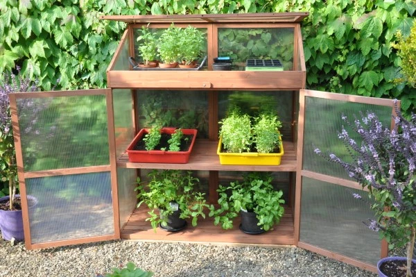 Royal Well Patiokas Sweet Basil 7 Royal Well Patiokas Sweet Basil - Afbeelding 7