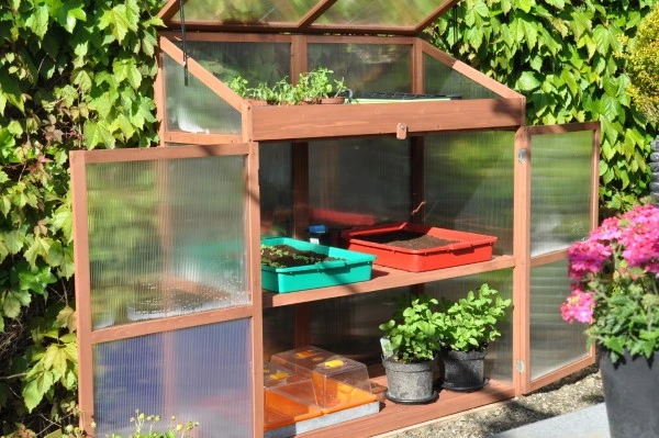 Royal Well Patiokas Sweet Basil 9 Royal Well Patiokas Sweet Basil - Afbeelding 9