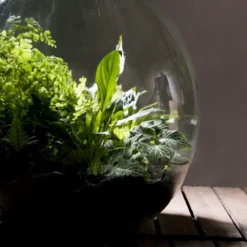 Esschert AGG50 Plant Terrarium 55 L | Doe Het Zelf Planten Terrarium 7 Esschert AGG50 Plant Terrarium 55 L | Doe Het Zelf Planten Terrarium -Bijzondere Tuin Verkoop AGG50 scaled