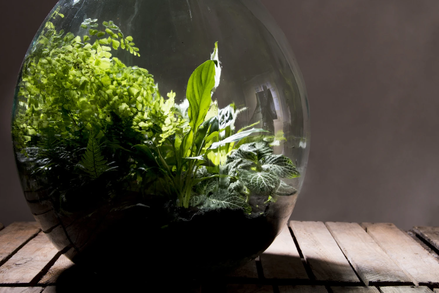 Esschert AGG50 Plant Terrarium 55 L | Doe Het Zelf Planten Terrarium 4 Esschert AGG50 Plant Terrarium 55 L | Doe Het Zelf Planten Terrarium - Afbeelding 4