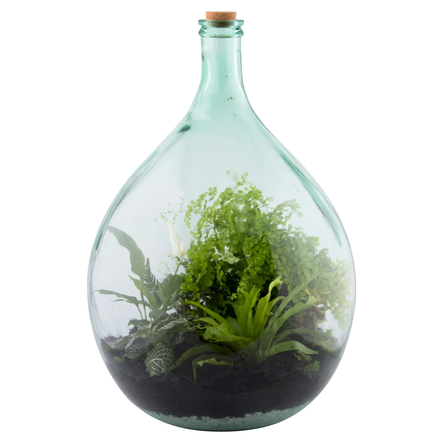 Esschert AGG50 Plant Terrarium 55 L | Doe Het Zelf Planten Terrarium 2 Esschert AGG50 Plant Terrarium 55 L | Doe Het Zelf Planten Terrarium - Afbeelding 2