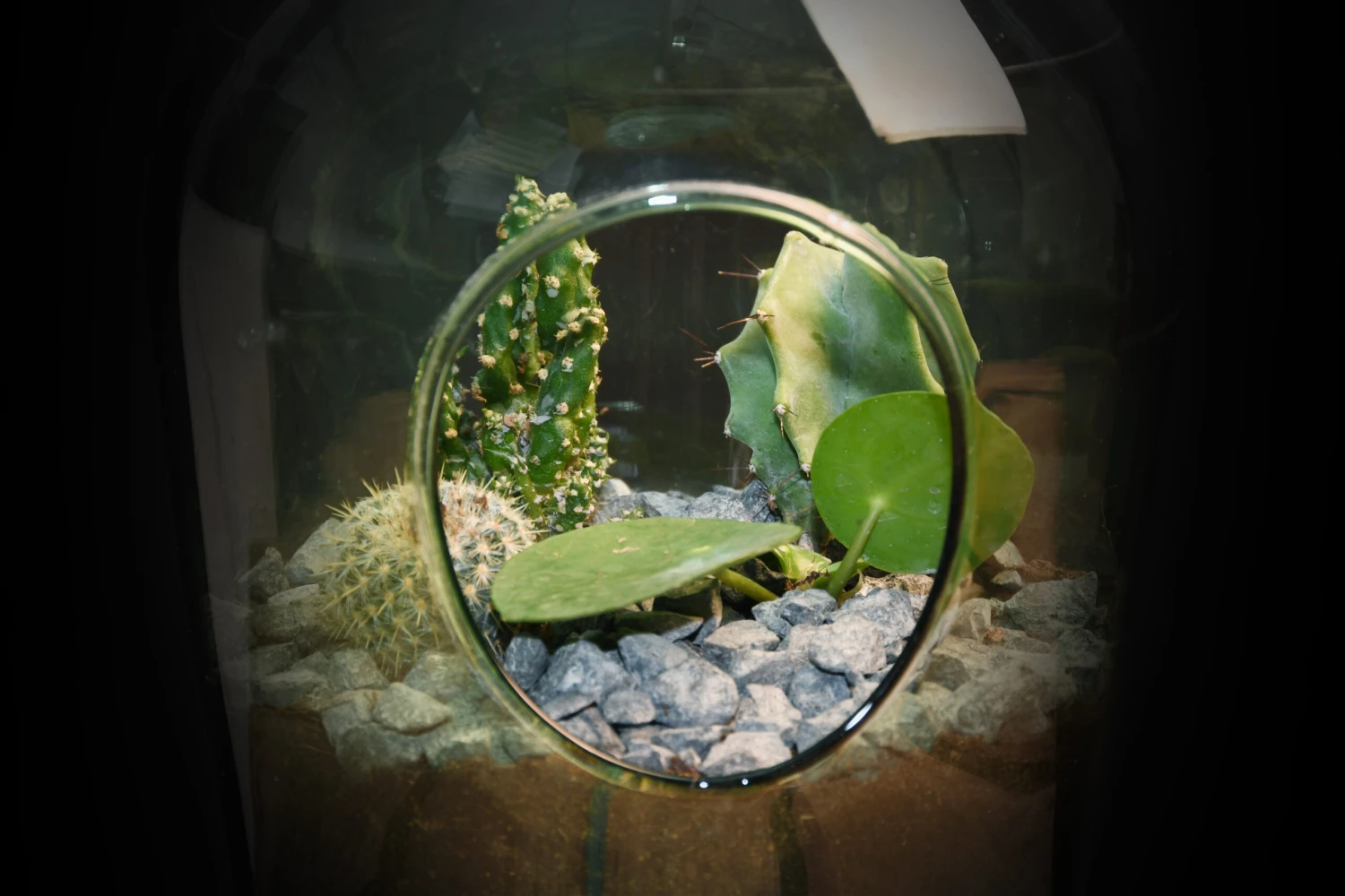 Esschert AGG64 Plant Terrarium 3L | Doe Het Zelf Planten Terrarium Open 2 Esschert AGG64 Plant Terrarium 3L | Doe Het Zelf Planten Terrarium Open - Afbeelding 2