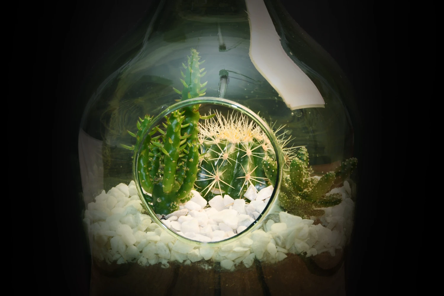 Esschert AGG65 Plant Terrarium 5L | Doe Het Zelf Planten Terrarium Open 2 Esschert AGG65 Plant Terrarium 5L | Doe Het Zelf Planten Terrarium Open - Afbeelding 2