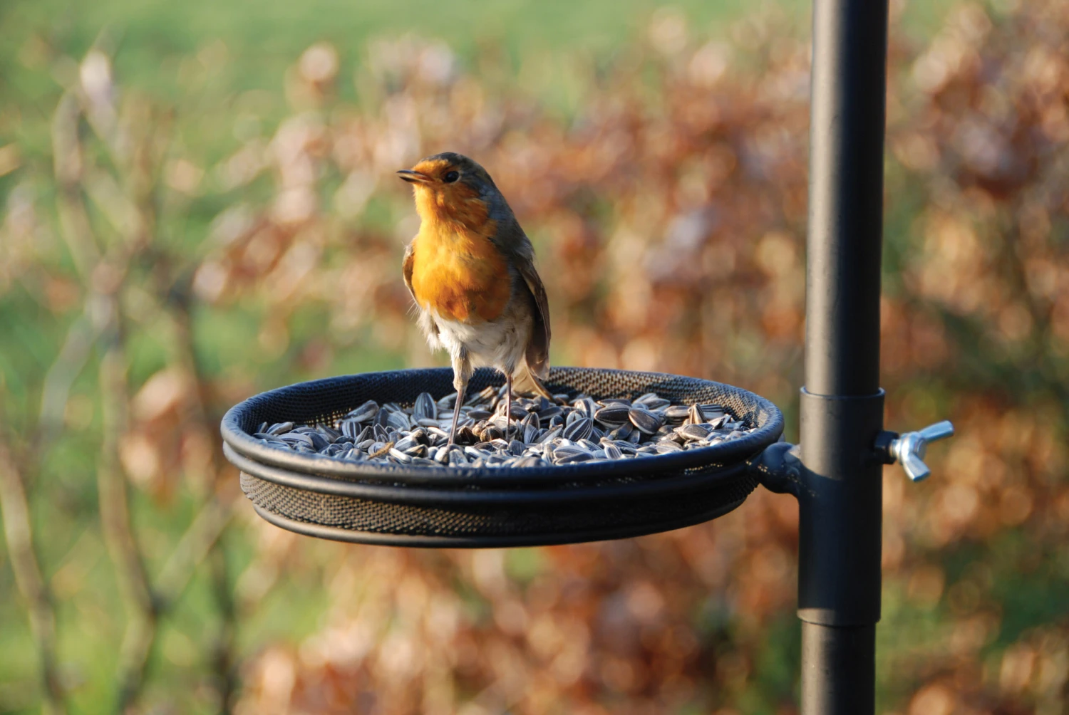 Esschert Vogel Voederstation FB150 4 Esschert Vogel Voederstation FB150 - Afbeelding 4