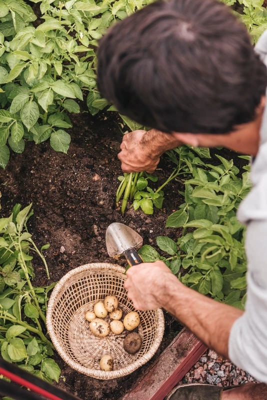 Fiskars Xact Plantschep 3 Fiskars Xact Plantschep - Afbeelding 3