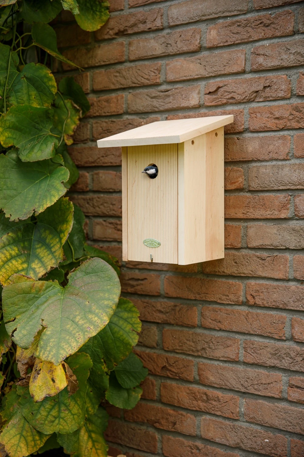 Esschert Nestkast Roodborst In Cadeaudoos 11 Esschert Nestkast Roodborst In Cadeaudoos - Afbeelding 11