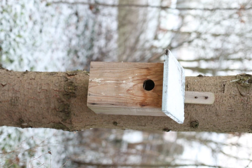 Esschert Vogelhuis Observatienestkast 9 Esschert Vogelhuis Observatienestkast - Afbeelding 9