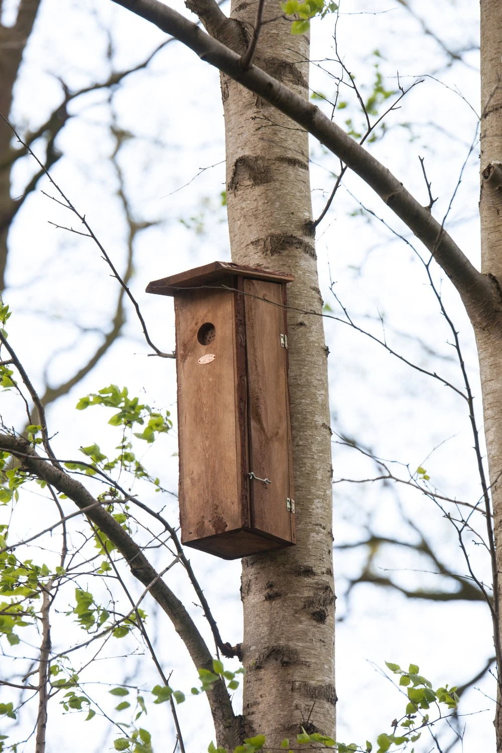 Esschert Vogelhuis Nestkast Grote Bonte Specht 11 Esschert Vogelhuis Nestkast Grote Bonte Specht - Afbeelding 11