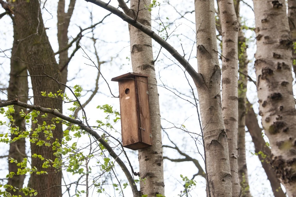 Esschert Vogelhuis Nestkast Grote Bonte Specht 10 Esschert Vogelhuis Nestkast Grote Bonte Specht - Afbeelding 10