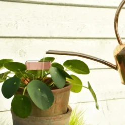 Esschert Kamerplanten Gieter Goud 1 L -Bijzondere Tuin Verkoop TG237 43