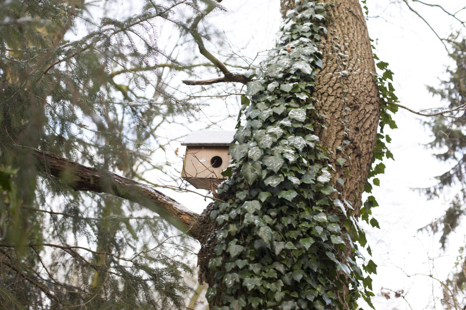 Esschert Eekhoornhuis 2 Esschert Eekhoornhuis - Afbeelding 2