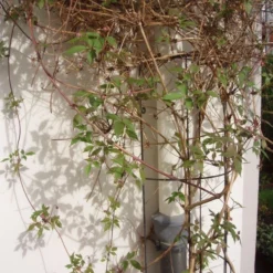 Nature Klimplantrek Halfrond Metaal Verzinkt 145 X 18 Cm 4 Nature Klimplantrek Halfrond Metaal Verzinkt 145 X 18 Cm -Bijzondere Tuin Verkoop f7991f4bb2733e967caed9b81ccbacbb