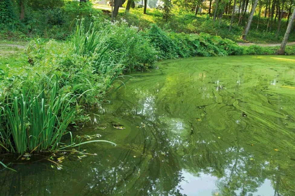 Oase Algo Greenaway 2 Oase Algo Greenaway - Afbeelding 2