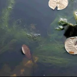 Oase Algo Universal 5000ml 6 Oase Algo Universal 5000ml -Bijzondere Tuin Verkoop oase algo universal 5000ml 005