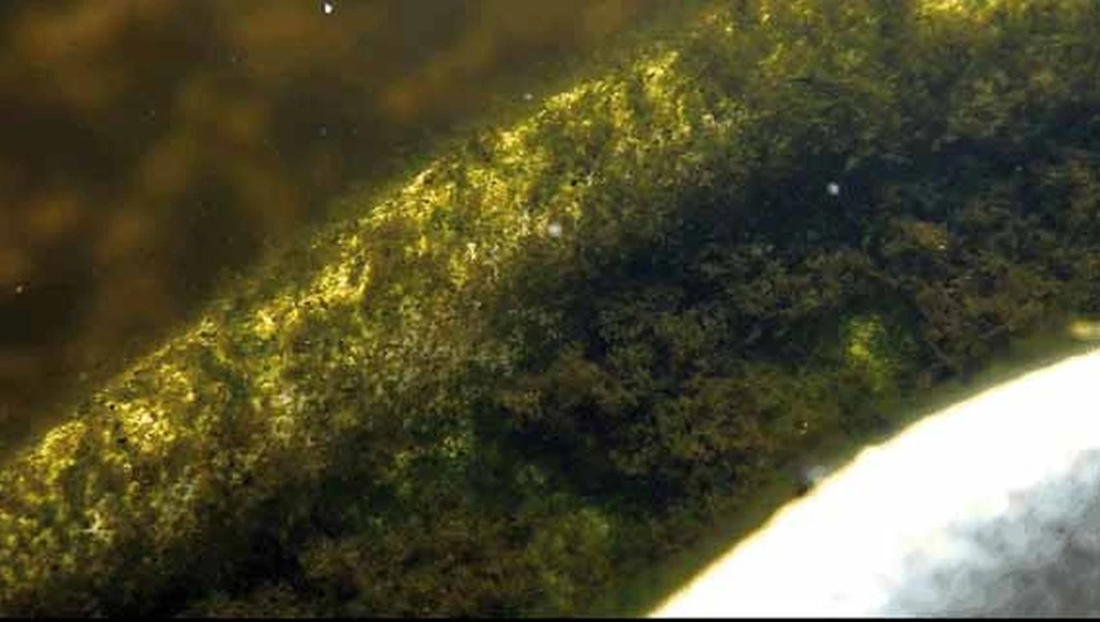 Oase Algo Universal 5000ml 2 Oase Algo Universal 5000ml - Afbeelding 2